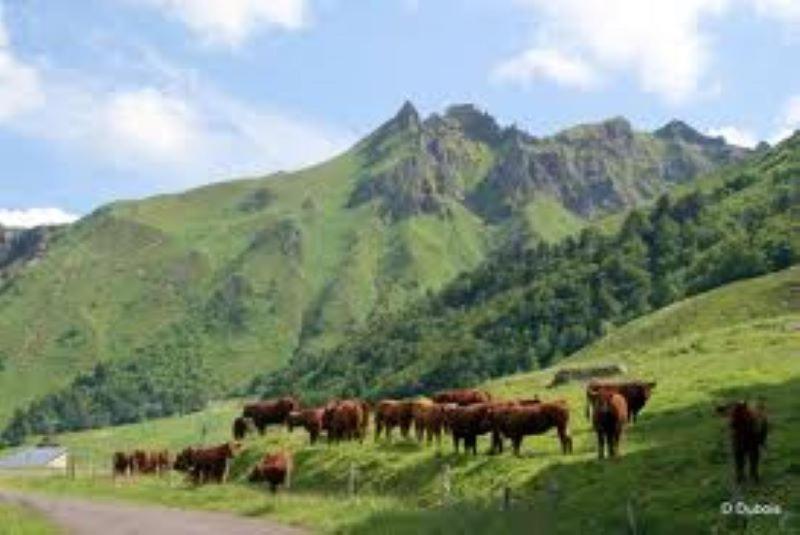 Lilas, Gite Saint Antoine, Orcival, Entre Sancy Et Volcans. Bagian luar foto